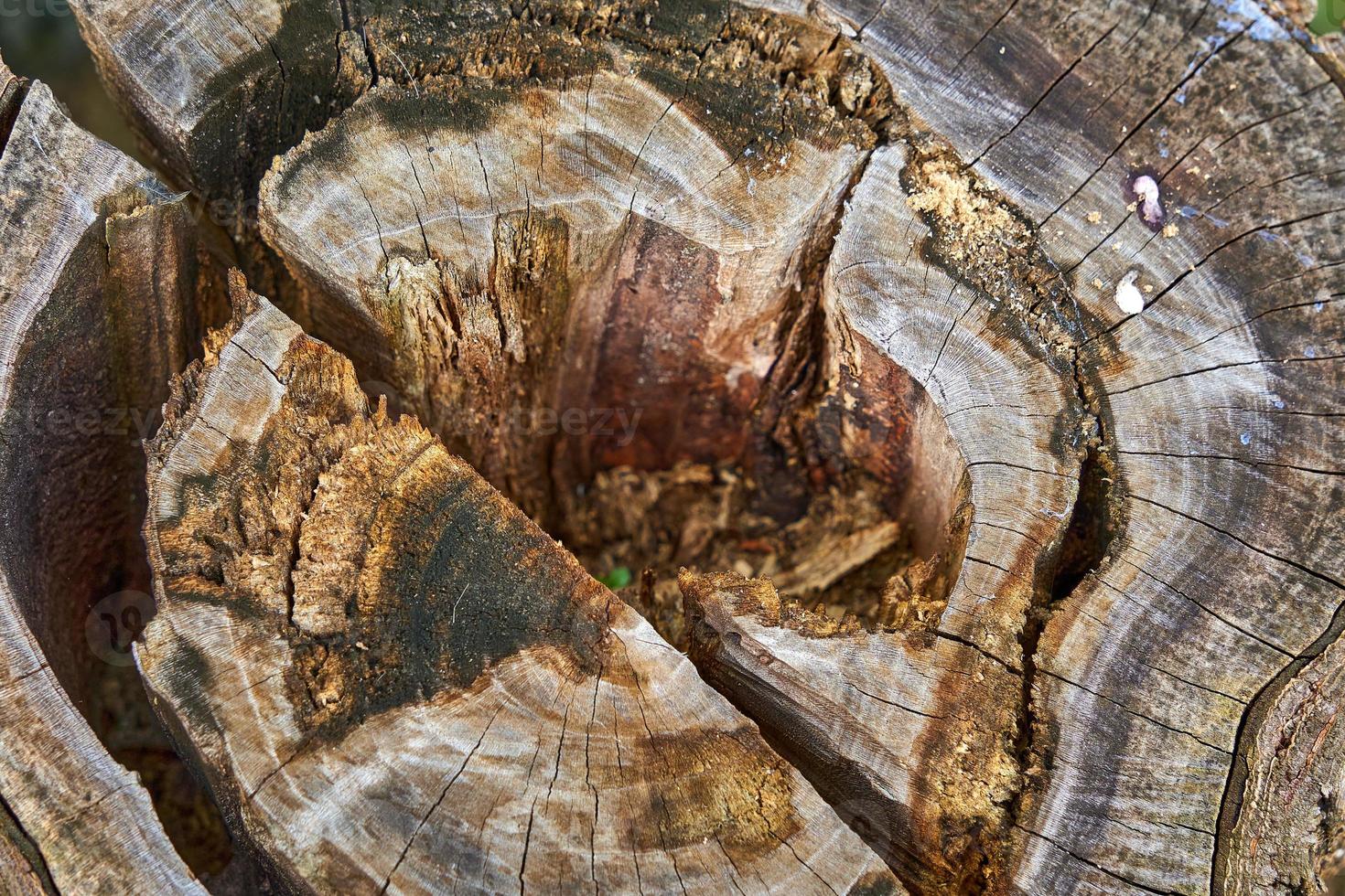 tocón de madera aserrada podrido por dentro foto