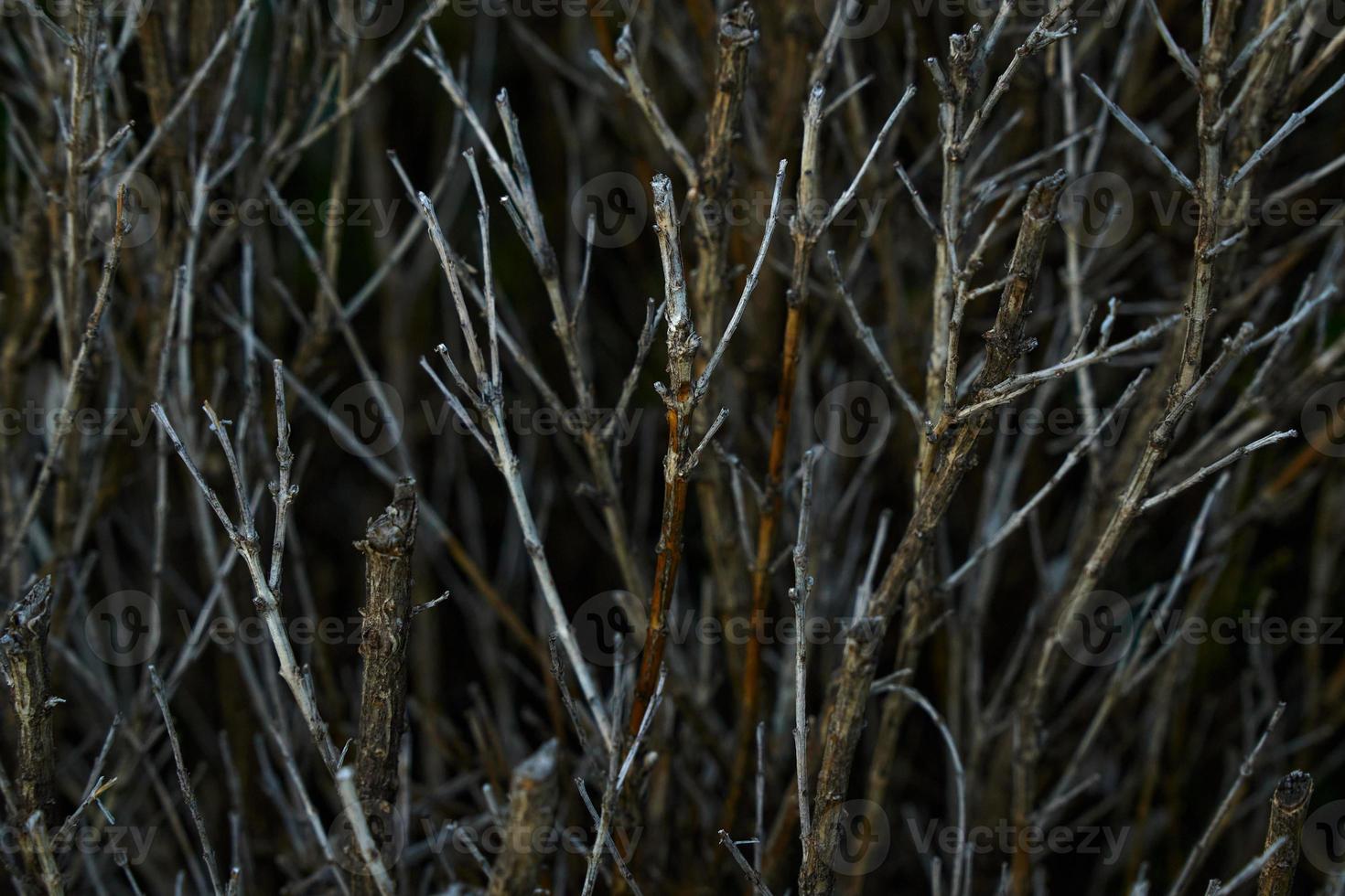 Dark background of dry thin twigs. photo