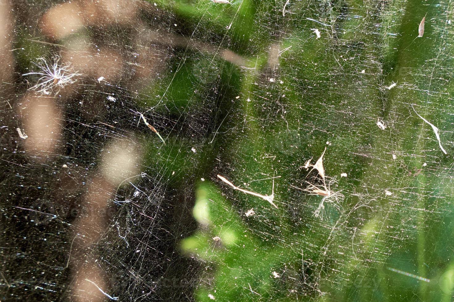polen de varias plantas y semillas cuelgan en la web. alérgenos en el aire. foto