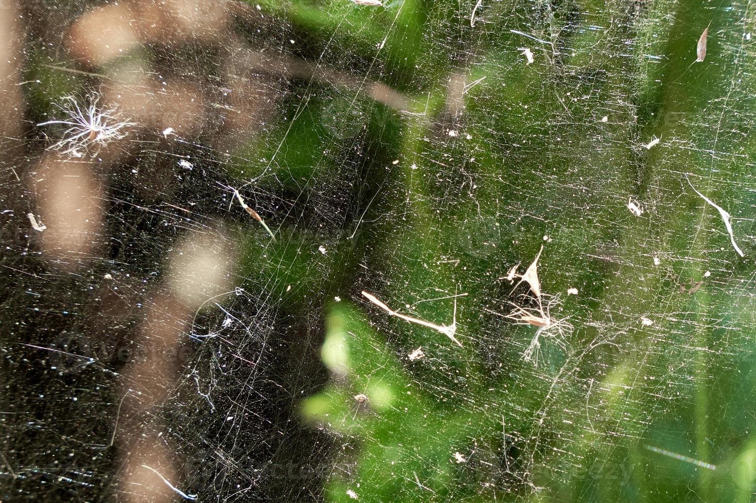 Pollen of various plants and seeds hang on web. Allergens in air. photo