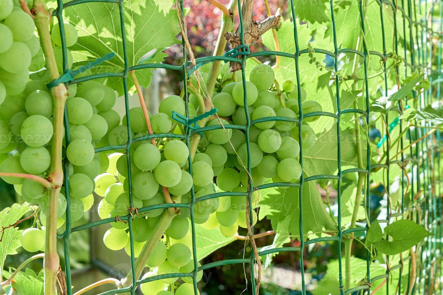 Grapes ripen in garden on special grid photo
