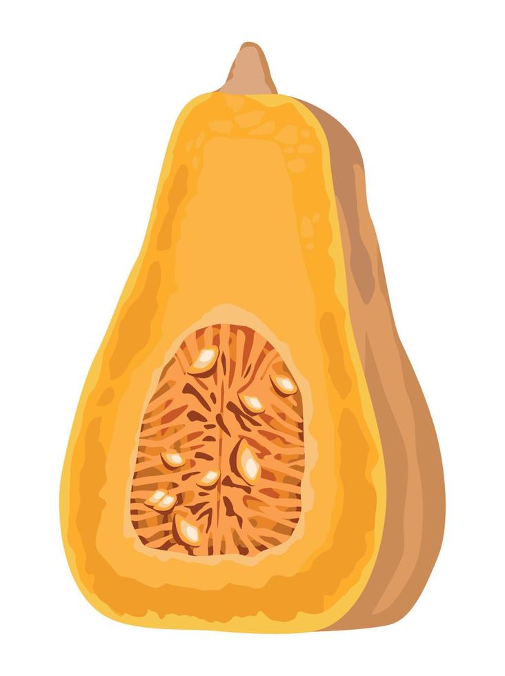 fresh pumpkin vegetable vector
