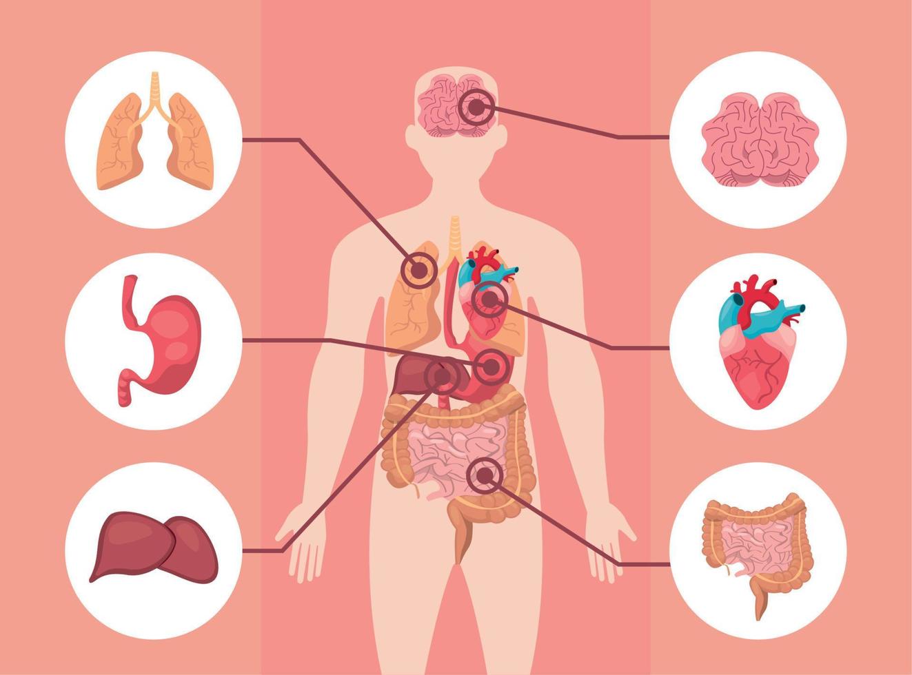 Biology human body vector