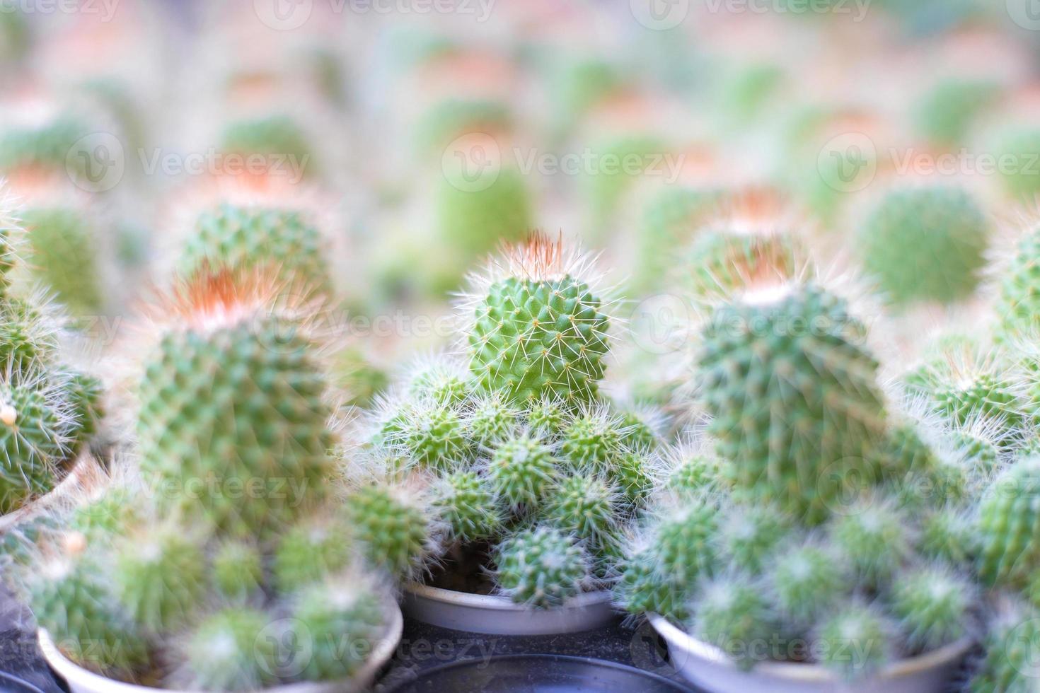 pequeños cactus en pequeñas macetas con espinas. tienen muchas formas y tamaños. foto