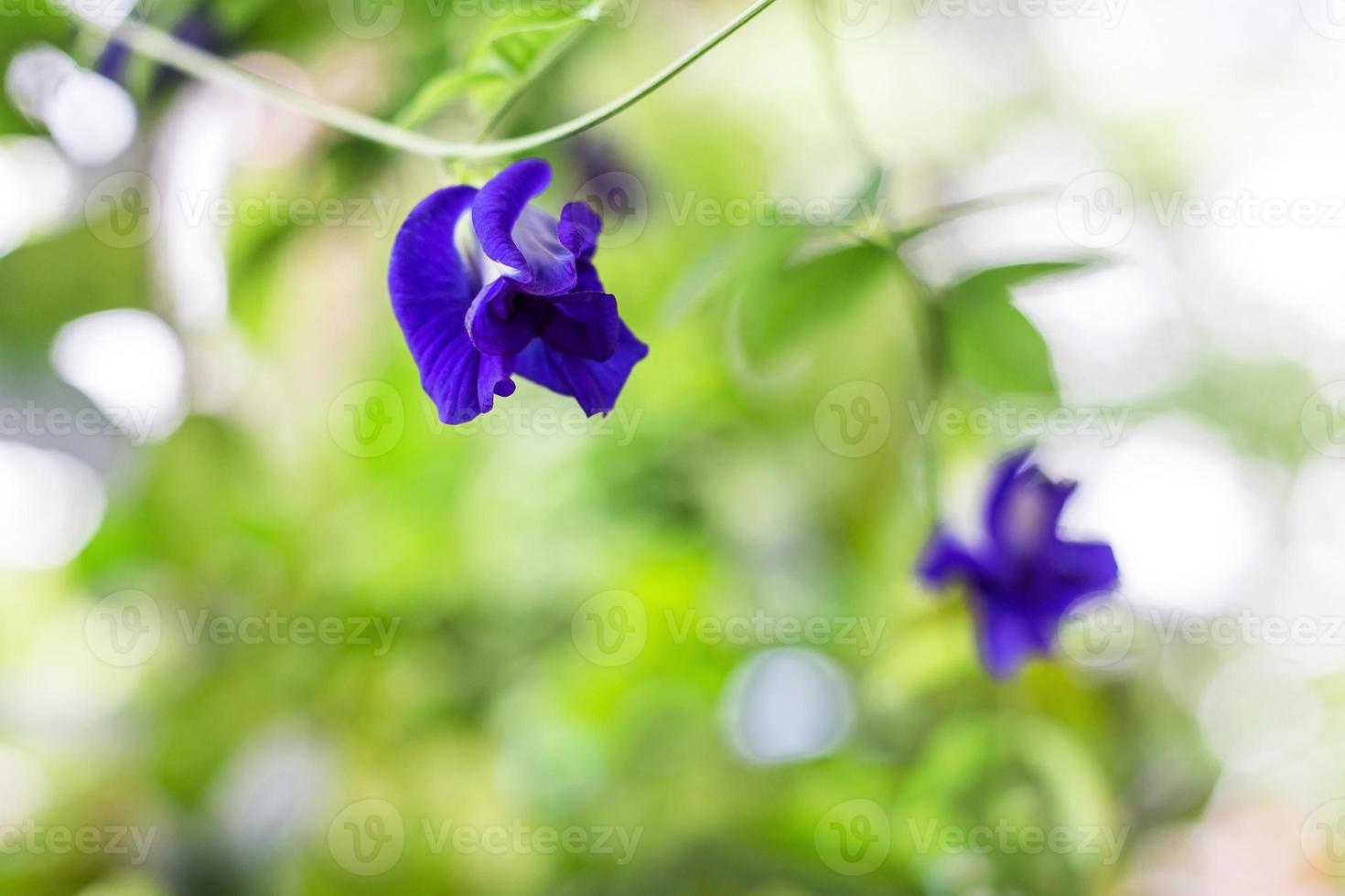 Las flores de guisante de mariposa son naturalmente hermosas flores azul-púrpura. se puede utilizar como colorante alimentario que contiene antocianina. foto