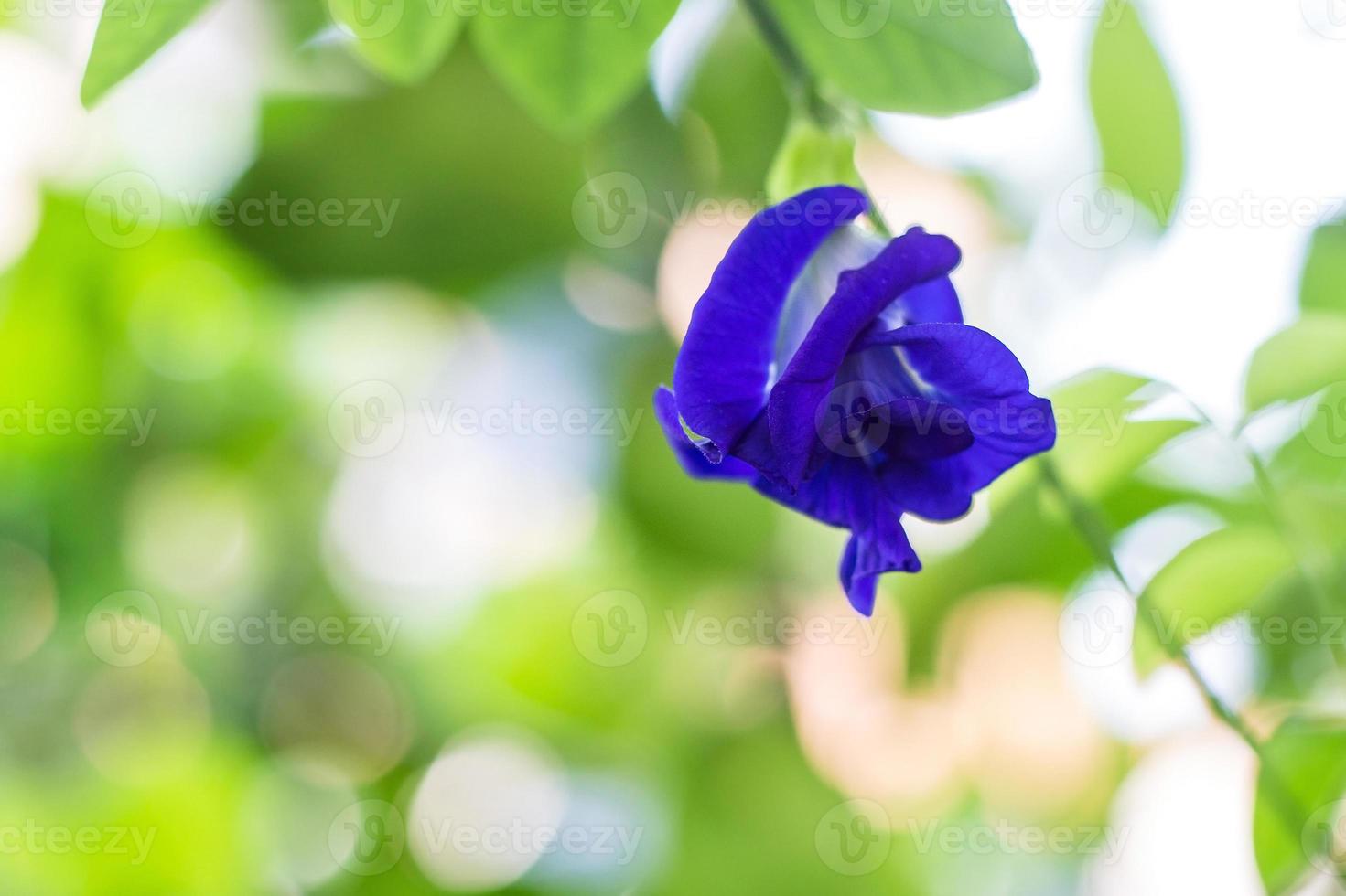 Las flores de guisante de mariposa son naturalmente hermosas flores azul-púrpura. se puede utilizar como colorante alimentario que contiene antocianina. foto