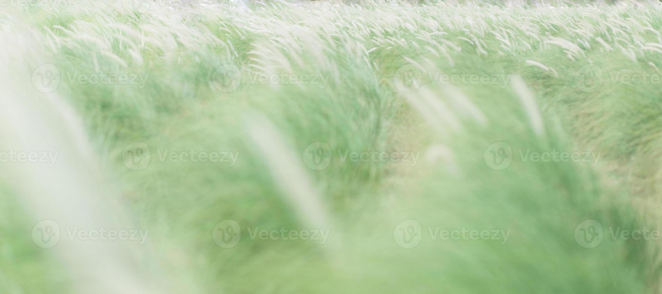 Blurry of green and yellow grasses with bokeh background. photo