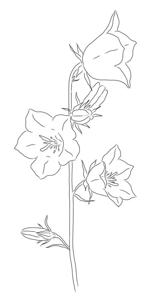 dibujo vectorial de una campana floreciente sobre un fondo blanco vector