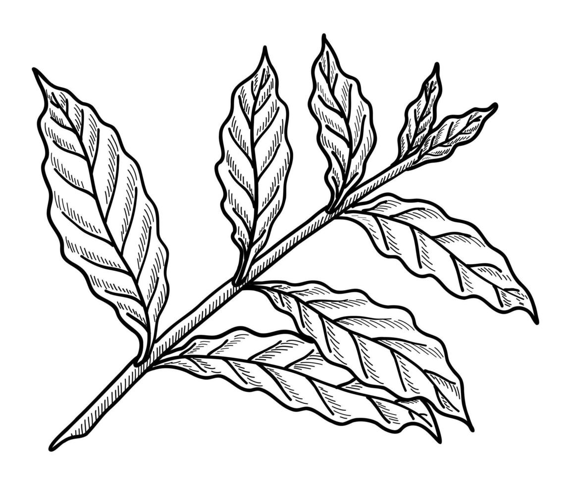 VECTOR ILLUSTRATION OF A COFFEE TWIG ISOLATED ON A WHITE BACKGROUND. DOODLE DRAWING BY HAND