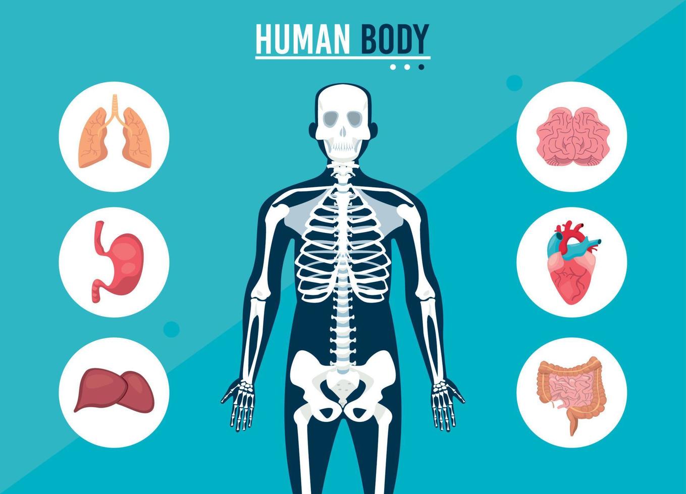 ilustración de huesos humanos vector