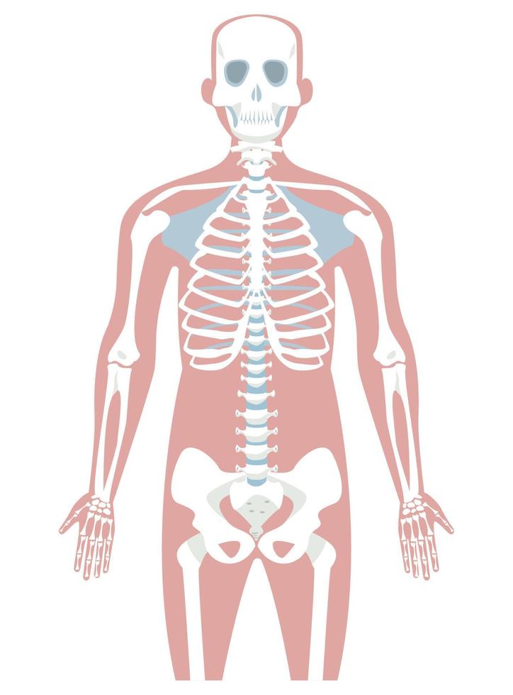 Human bones design vector