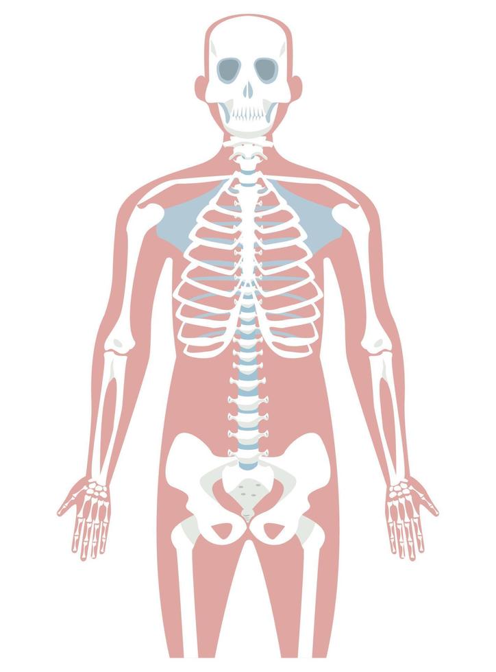 Human bones design vector