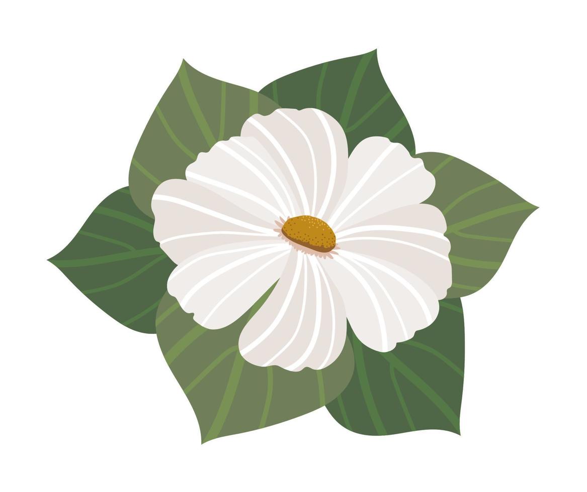 flower daisy nature vector