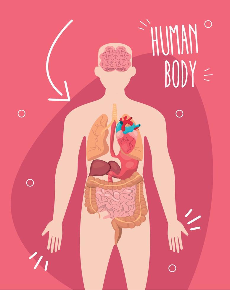 Human body design vector