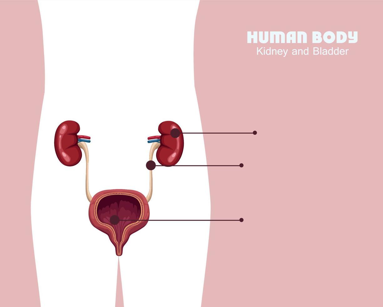 kidney and bladder vector