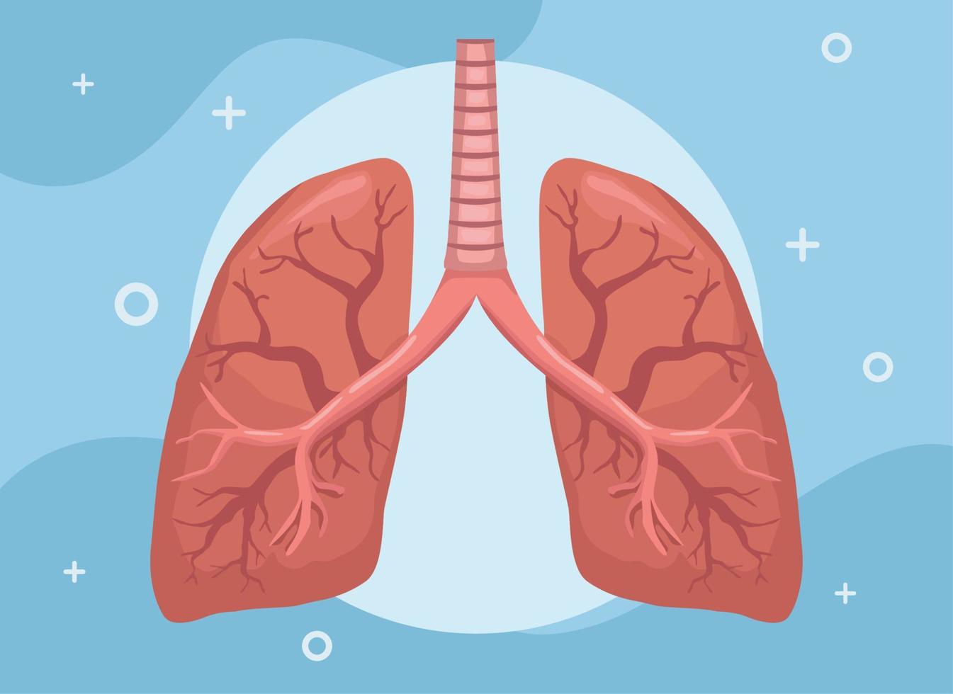 realistic lungs organ vector