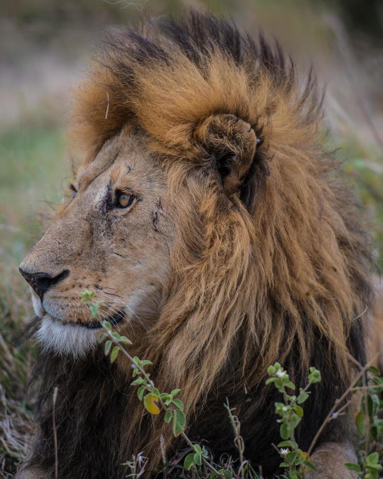 león descansando en tanzania serengeti foto