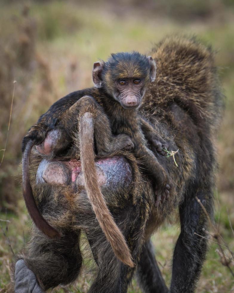 Baboon baby and mother photo