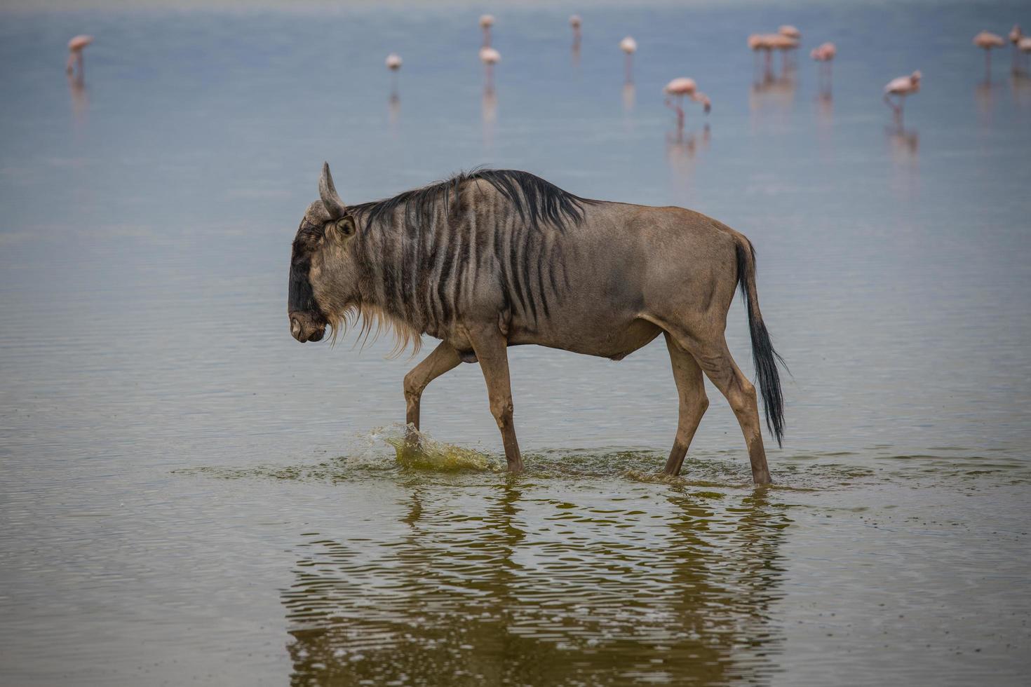 Wildebeest Crossing Water with Flamingos in Background photo