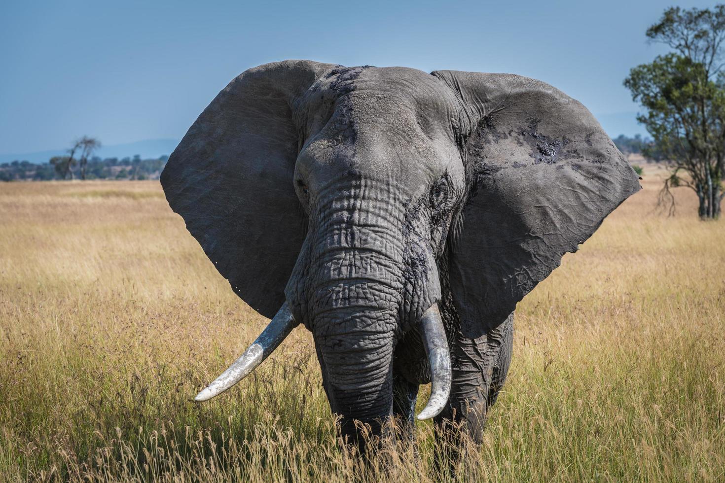 elefante grande en tanzania serengeti foto