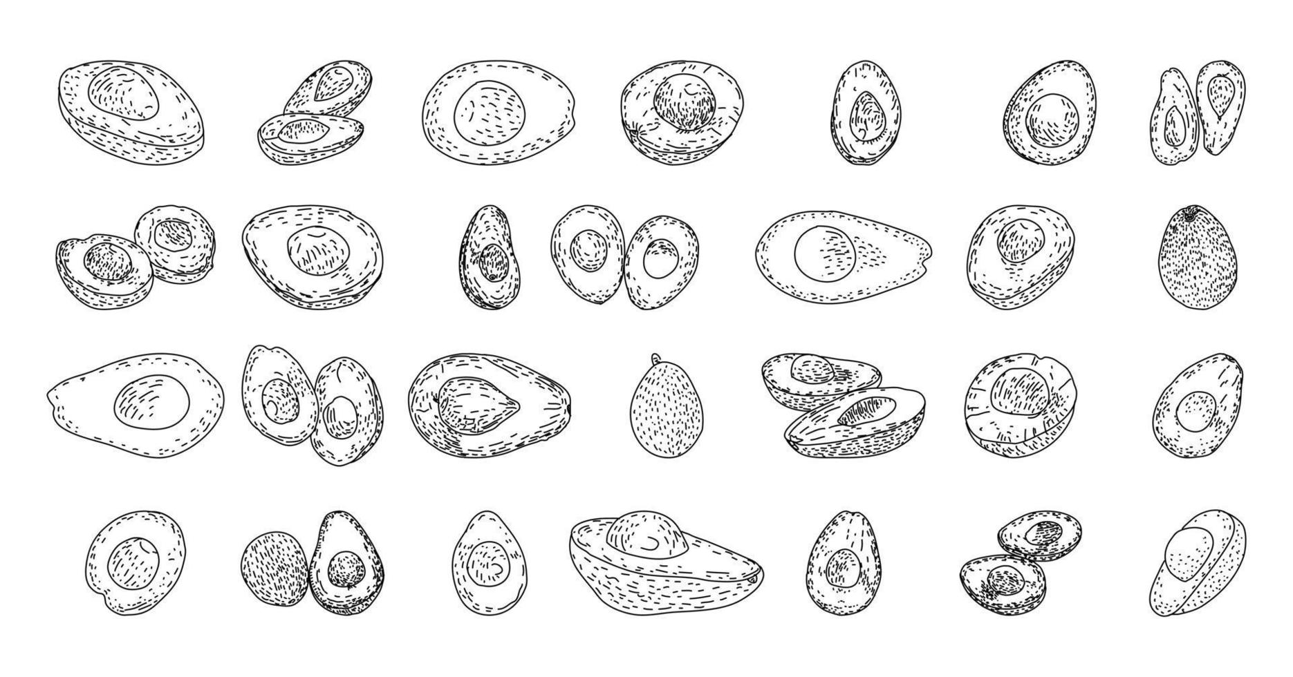 Avocado hand drawn vector illustrations.