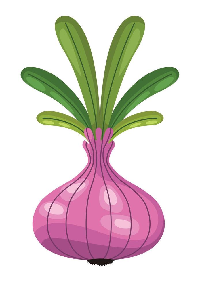 fresh onion vegetable vector