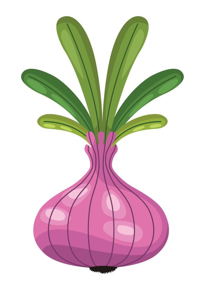 cebolla fresca vegetal vector