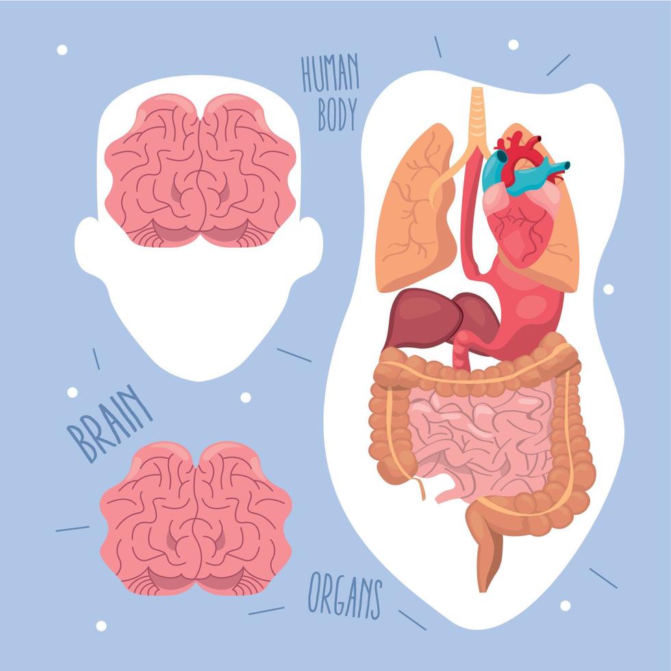 Human organs and brains vector