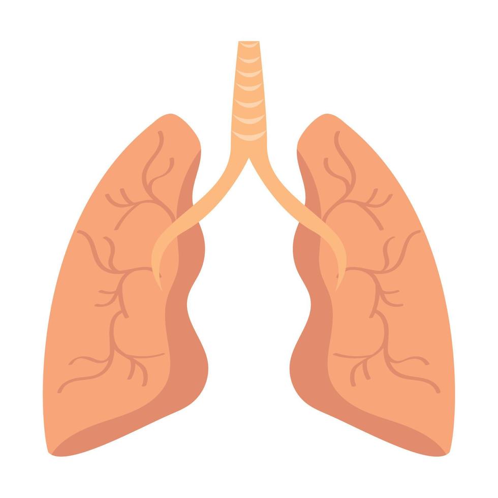 Human lungs design vector