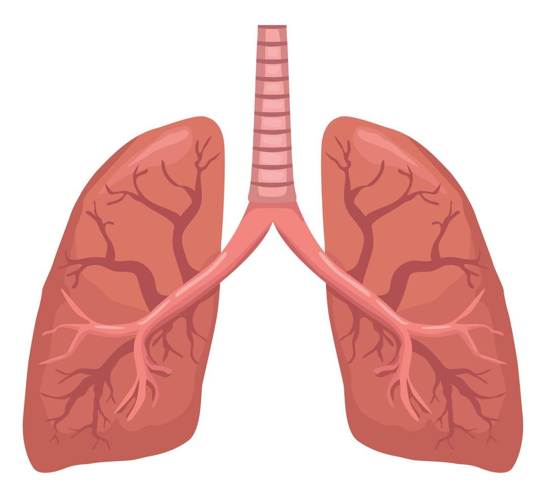 lungs realistic human organ vector