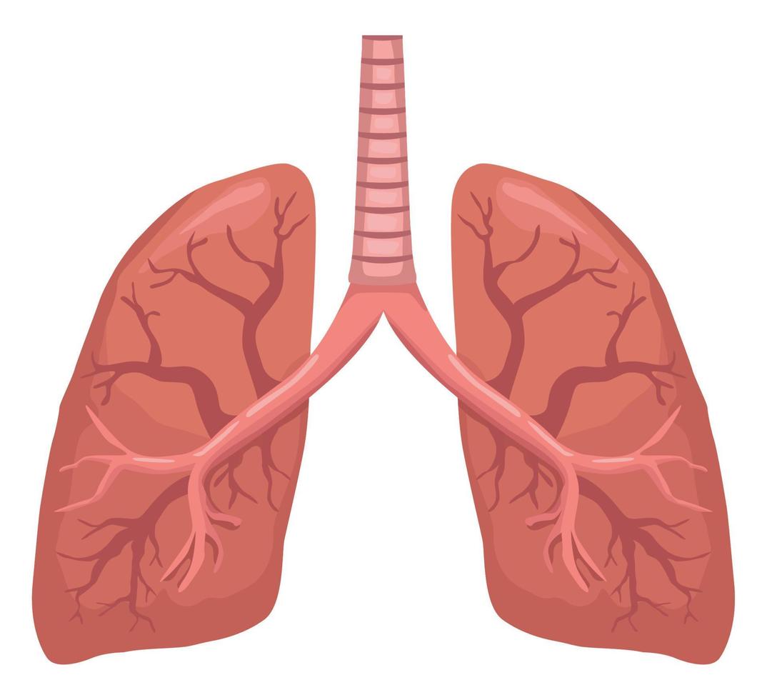 pulmones órgano humano realista vector