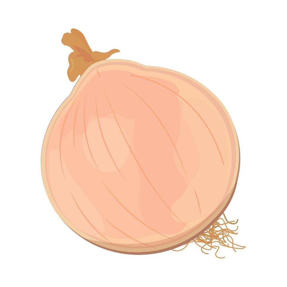 onion vegetable icon vector