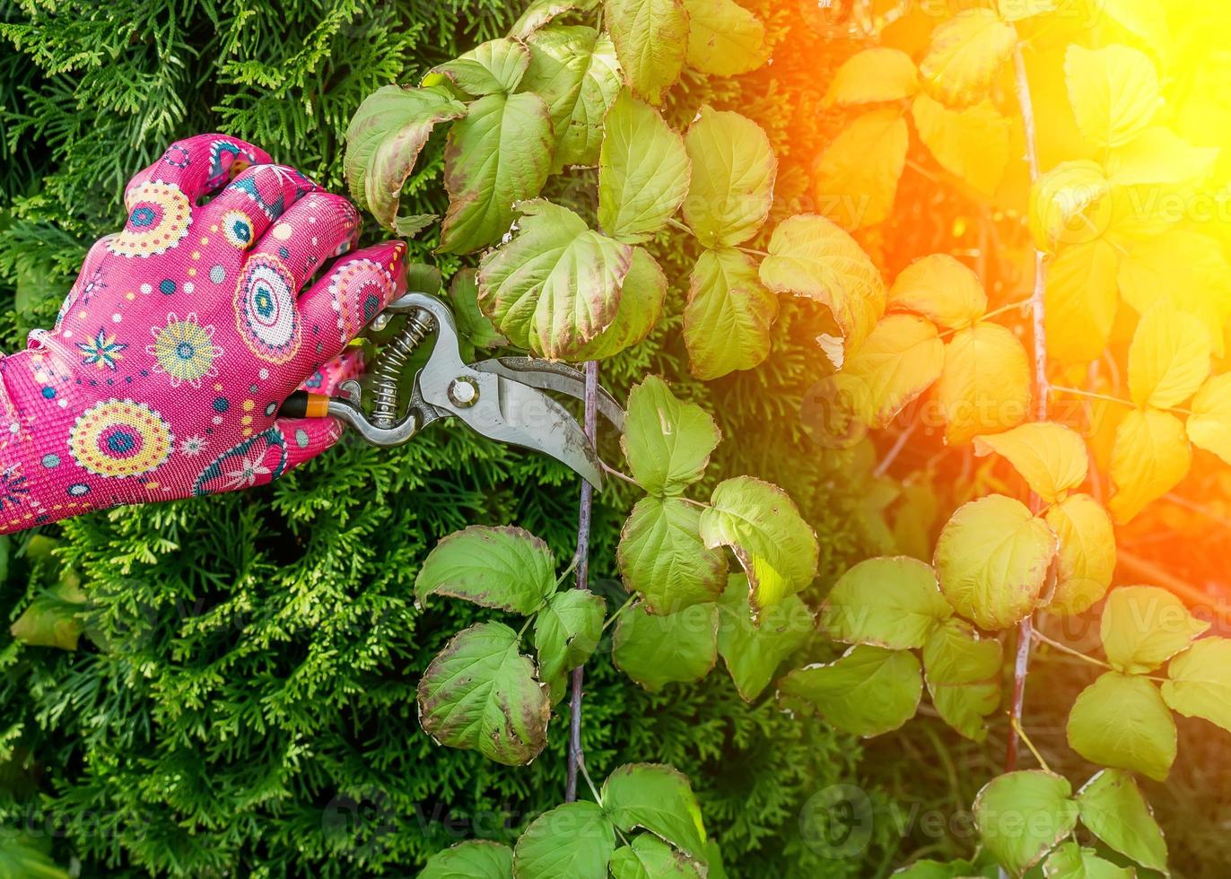 pruning with shears photo