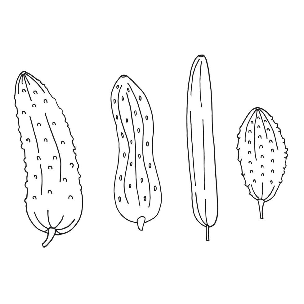 set of cucumber in doodle style vector