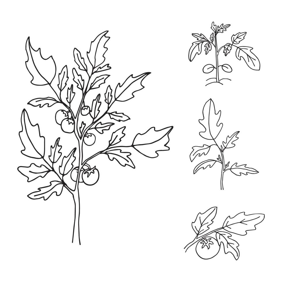 plant tomato in doodle style vector