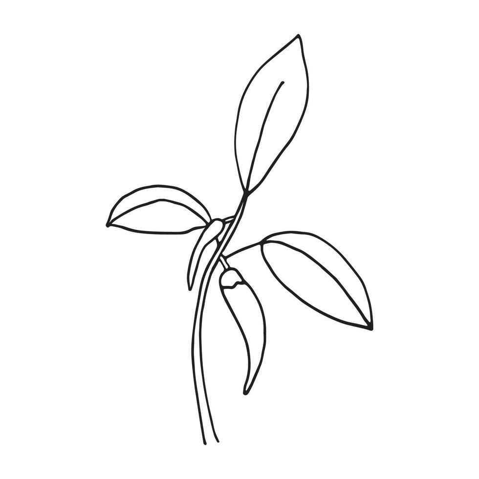 hot chili pepper vector