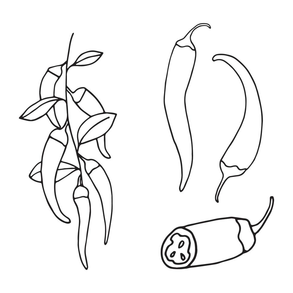set of chili peppers vector