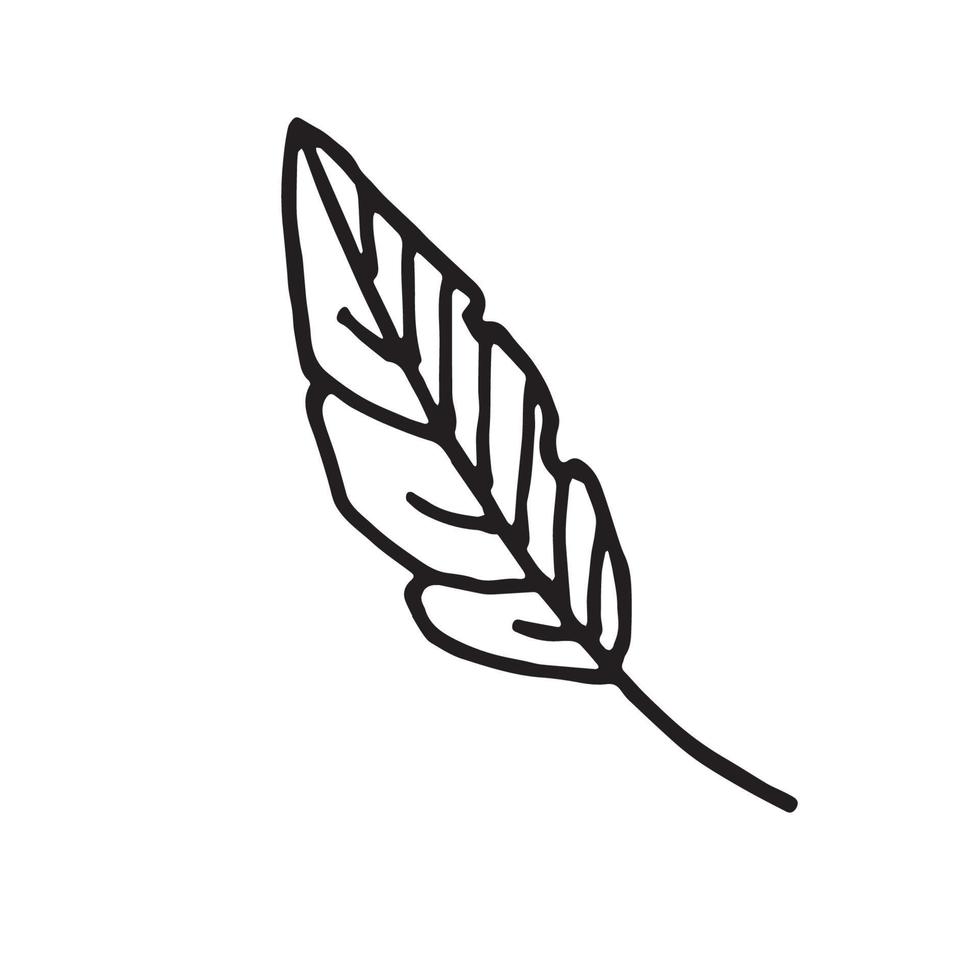 bird feather doodle vector