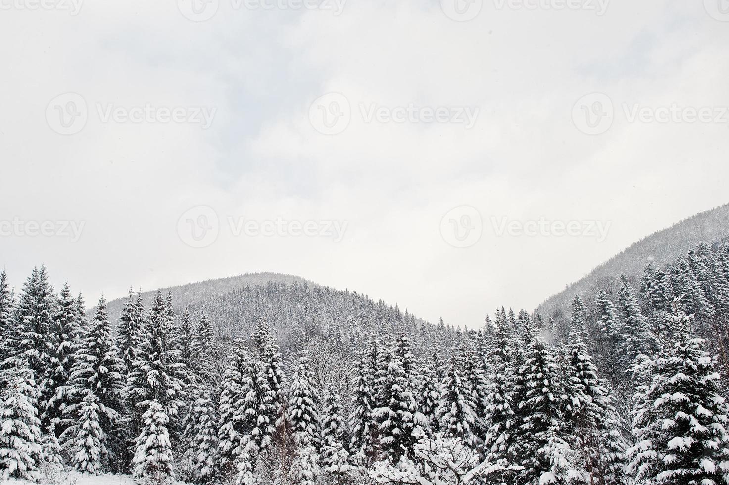 pinos cubiertos de nieve en las montañas de los Cárpatos. hermosos paisajes de invierno. naturaleza helada. foto