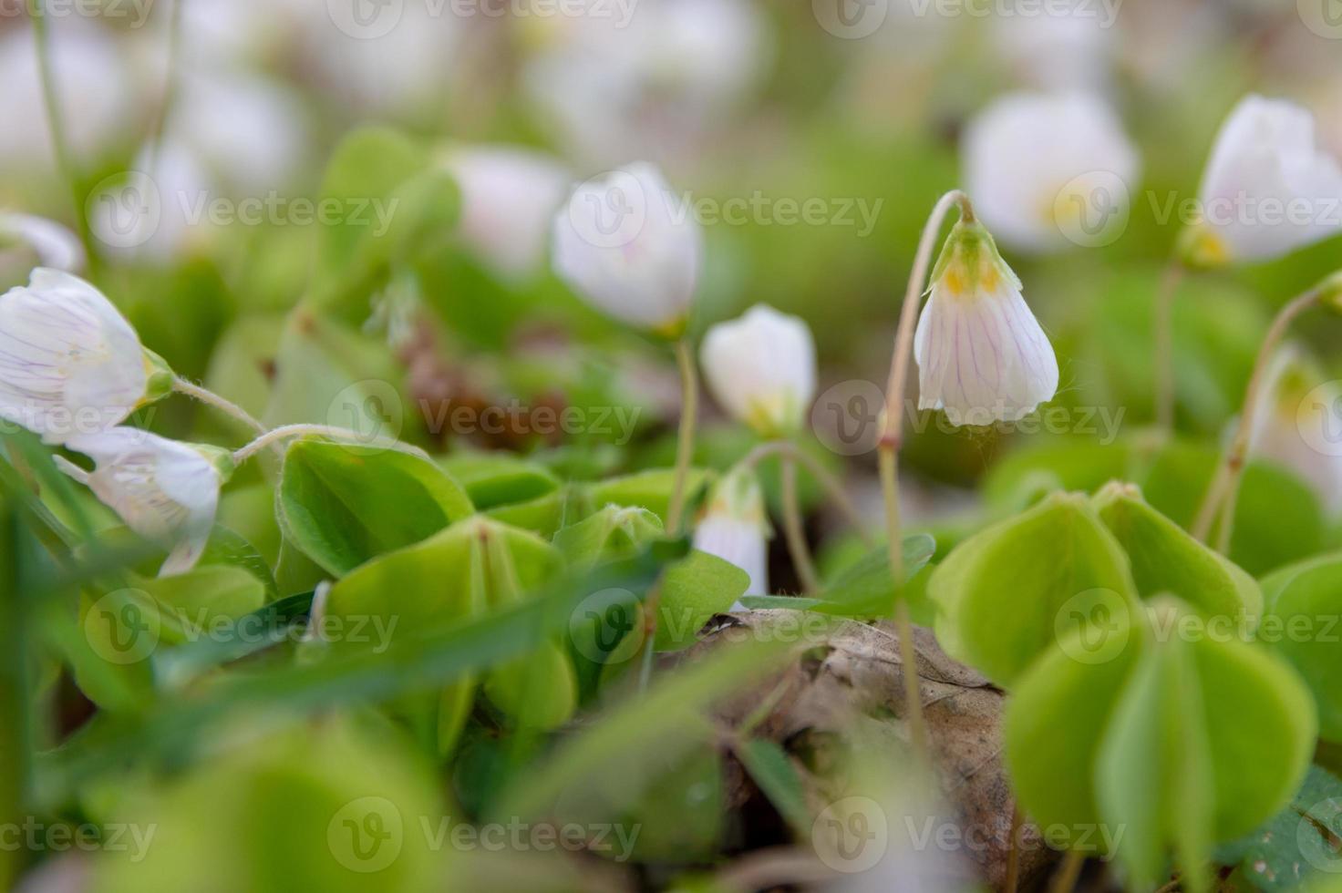 Small delicate white spring wildflowers photo