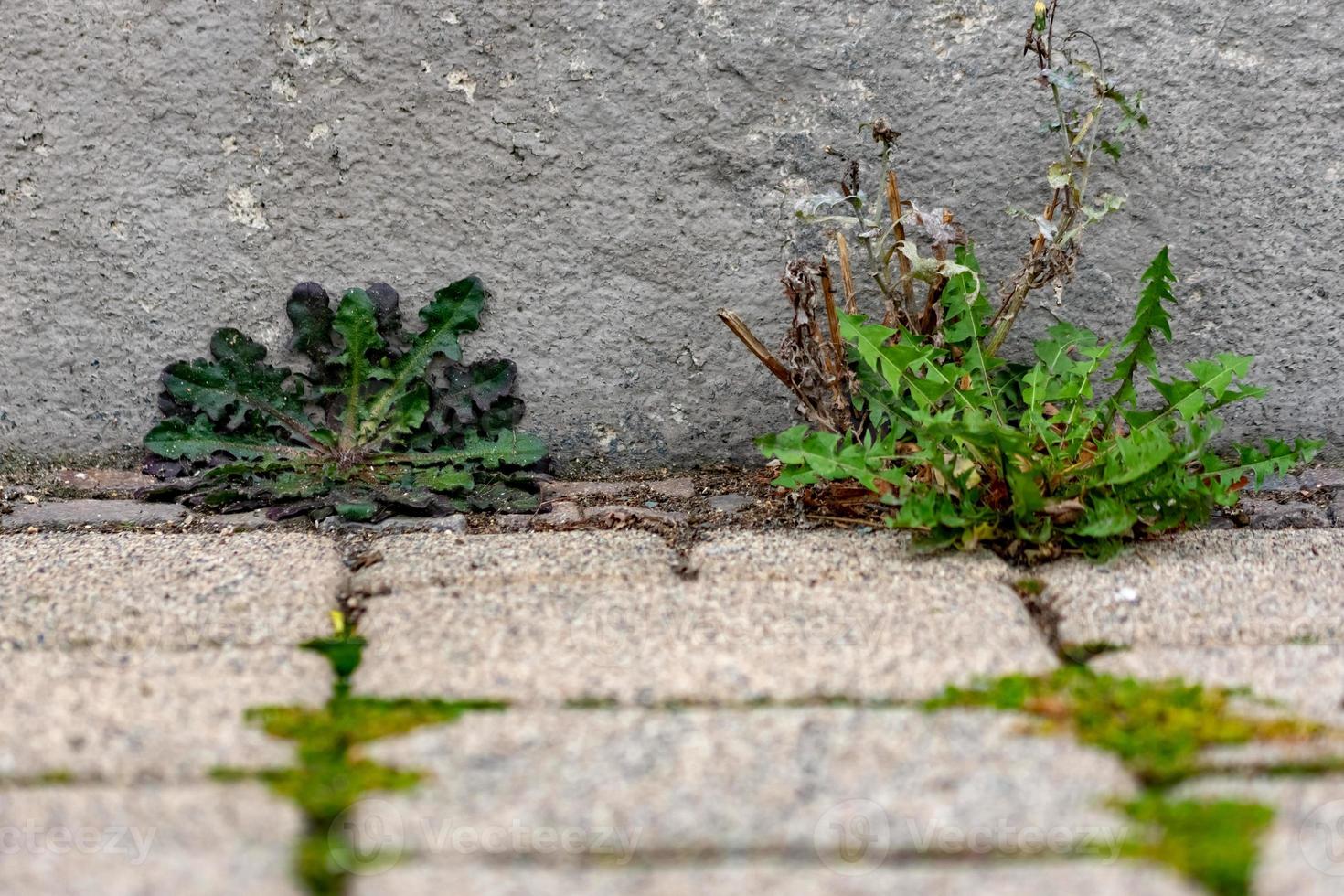 weeds on the roadside photo