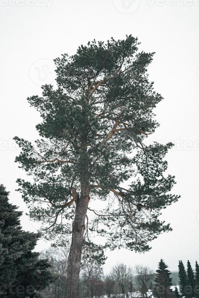 pino alto de hoja perenne en invierno foto