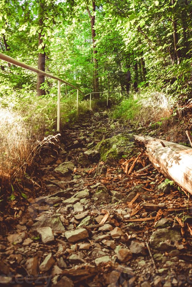 camino rocoso cuesta abajo en el bosque foto