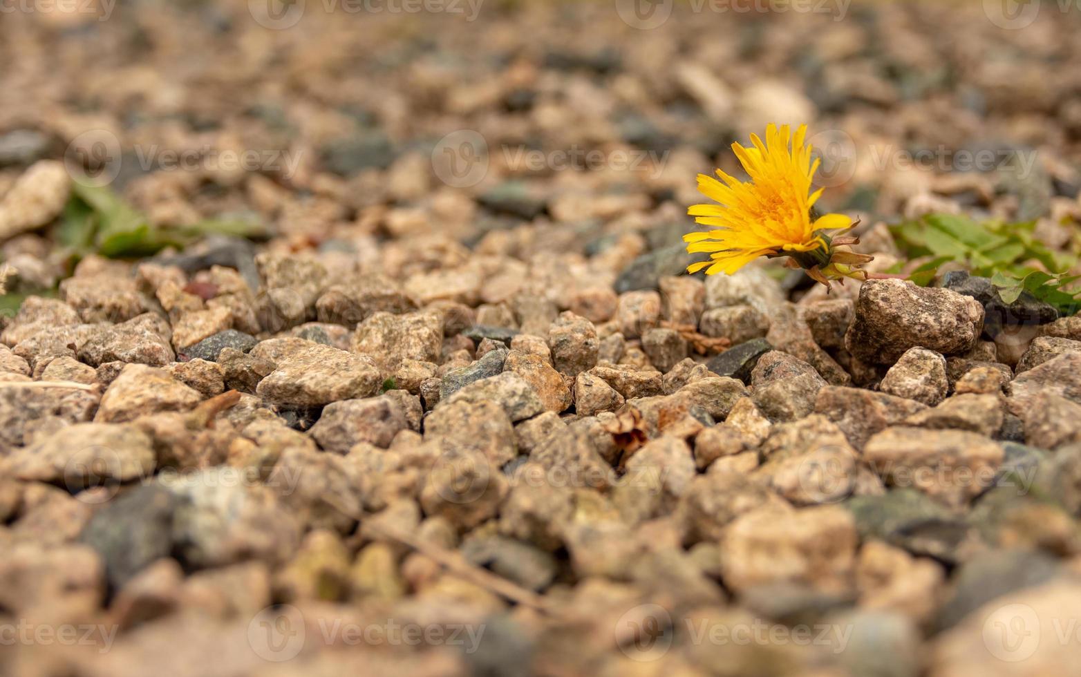 single dandelion blossom on pebbles photo