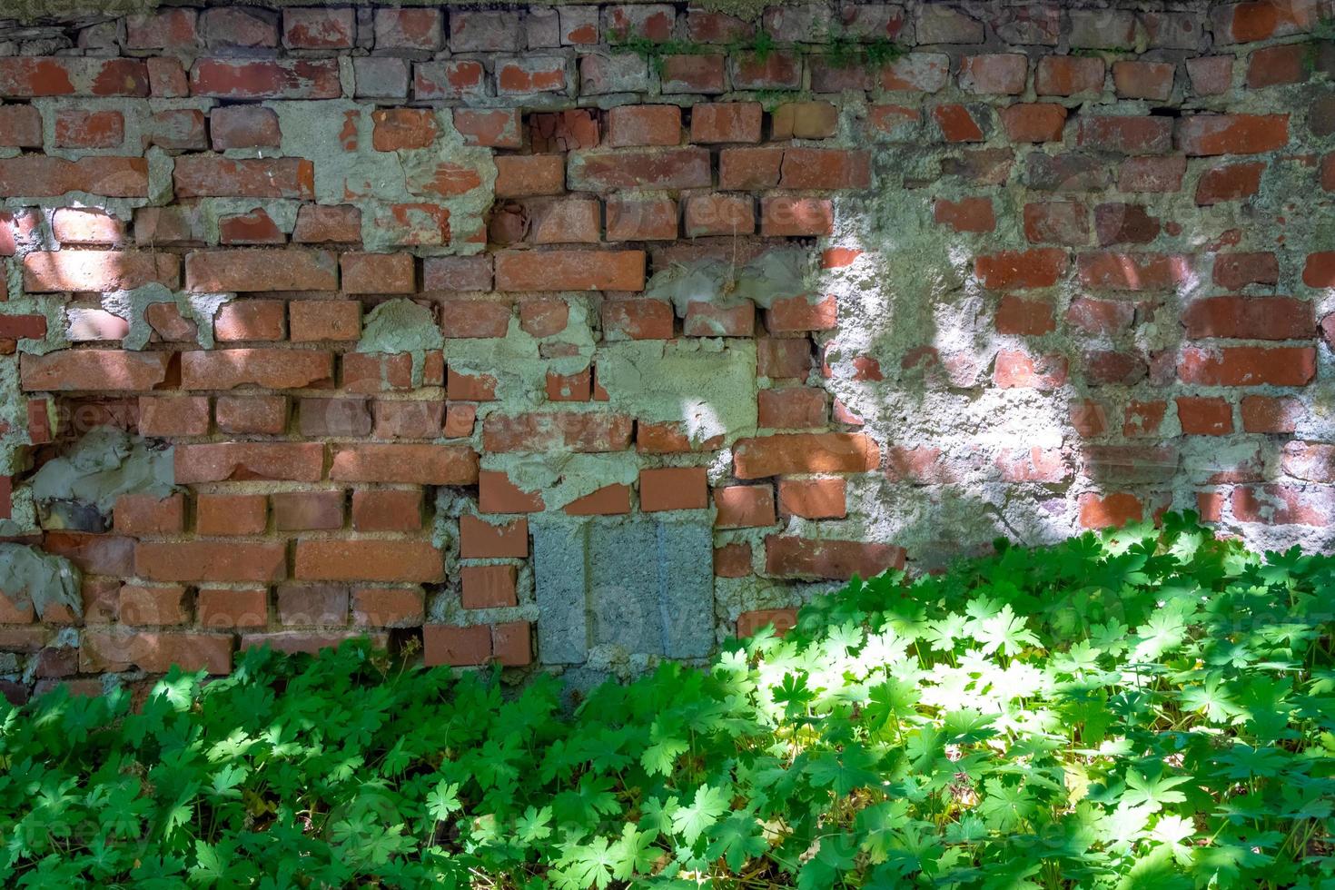old brick wall with grass photo