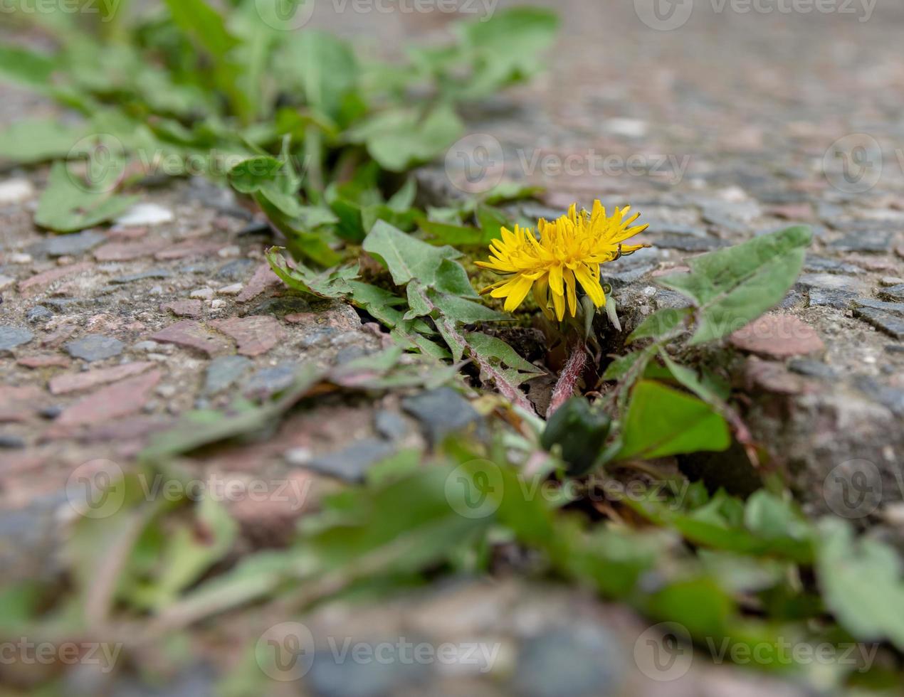 Dandelions between a walkway photo