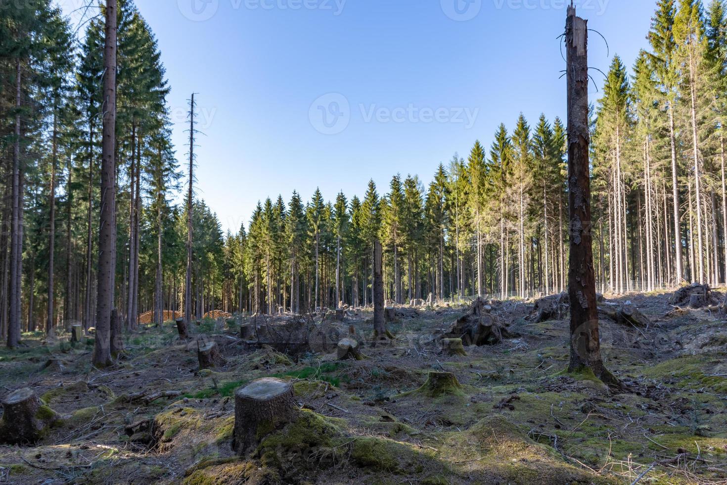 Tree stumps in the middle of a forest photo