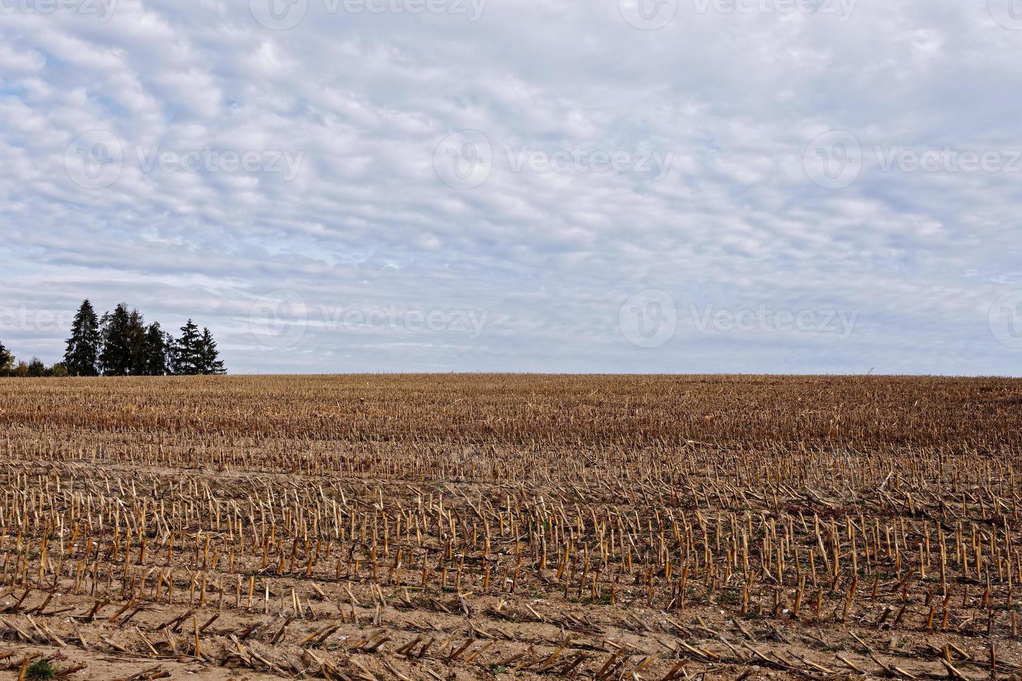 stubble field in autumn photo