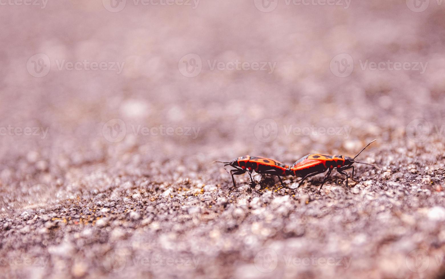 dos luciérnagas rojas apareadas en primavera foto