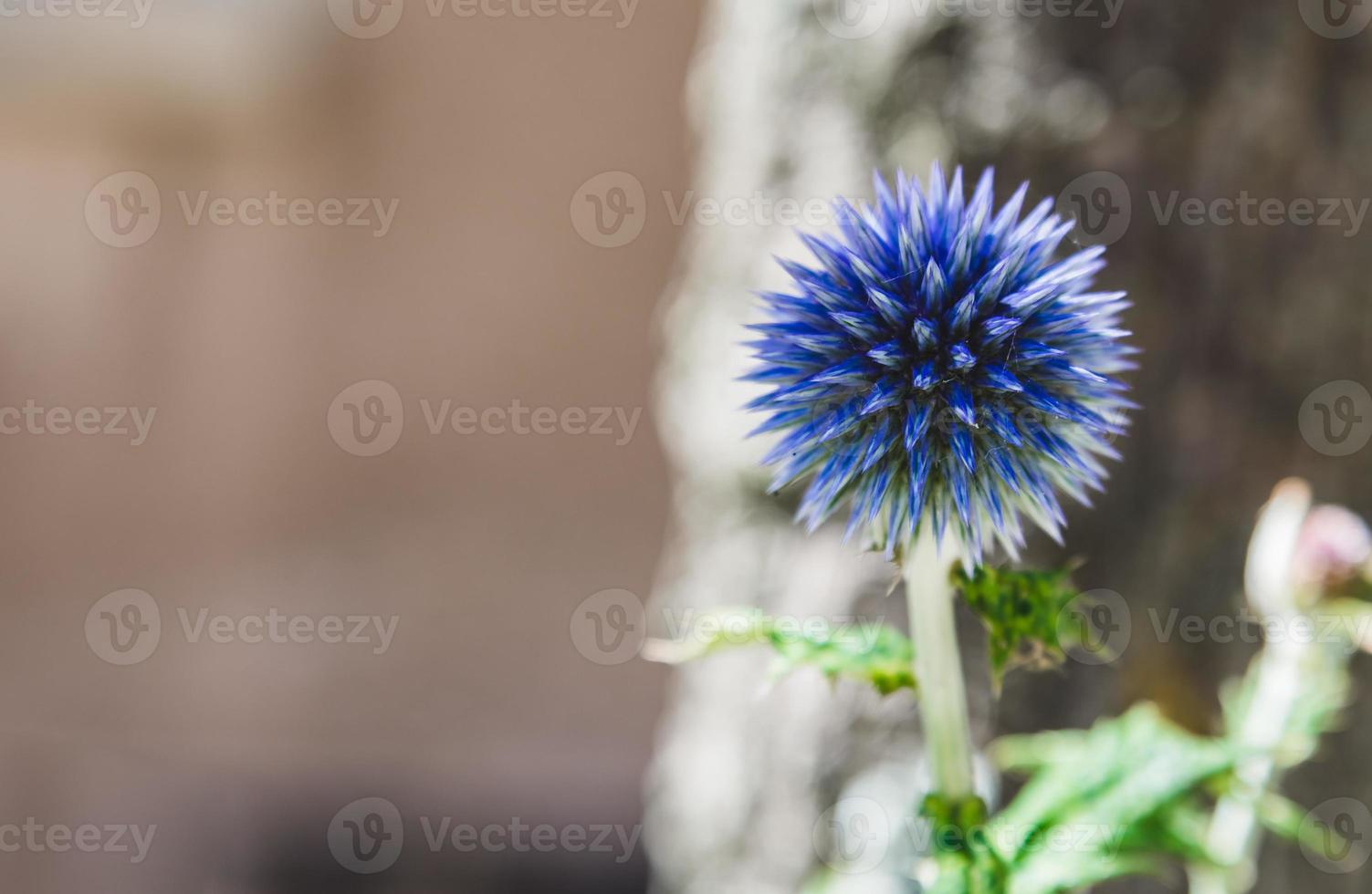 Close up of pretty, blue, spiky flower in the wild photo